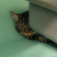 ANGUS, chat à adopter