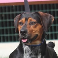 FIRE, chien à adopter