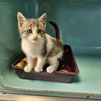 FRITE, chat à adopter