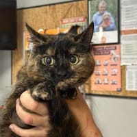 MOKA, chatte à adopter