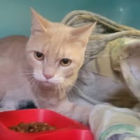 BARISTO, chat à adopter