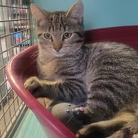 MARIN, chat à adopter