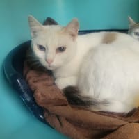 PIKA, chatte à adopter