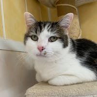 MICKEY, chat à adopter