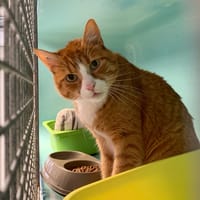 DALLOZ, chat à adopter