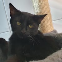 PAPILLON CHA c, chat à adopter