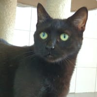 CICADELLE cha c, chatte à adopter
