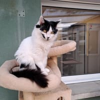 MARBRE, chat à adopter