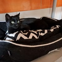 Youki, chat à adopter