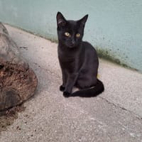 ORACLE, chatte à adopter