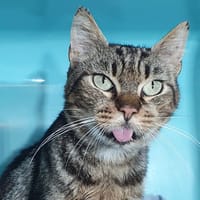 BILBO CHA, chat à adopter