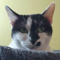 CYLLENE CHA E, chatte à adopter