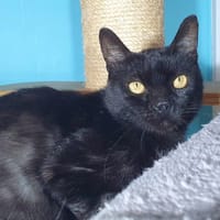 BAHYA CHA, chat à adopter