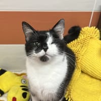 MOUSTIQUE, chat à adopter
