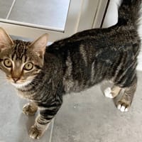 ANATOLE, chat à adopter