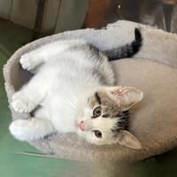 ZEBULON, chat à adopter