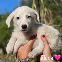 ELENA, cane femmina da adottare