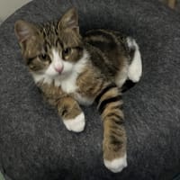 OSCAR, chat à adopter