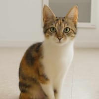 MAMA, chatte à adopter