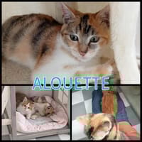 ALOUETTE  A RESERVER, chatte à adopter