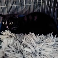 Camie, chatte à adopter