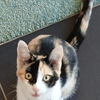 ARGI, chatte à adopter
