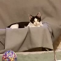 Tina, chatte à adopter