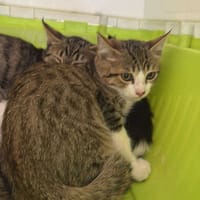 Tupac, chat à adopter