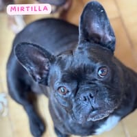 Mirtilla, cane femmina da adottare