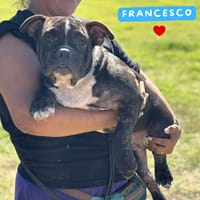Francesco, cane da adottare