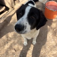 Angi, chienne à adopter