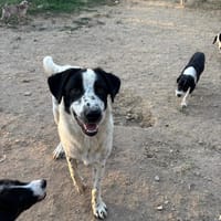Apollo, chien à adopter