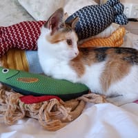 HOLLY, chatte à adopter