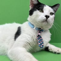 PEPE, chat à adopter