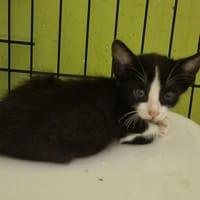 ARTHUR, chat à adopter