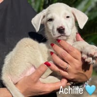 Achille, cane da adottare
