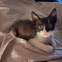 CHOCOLATE, chat à adopter