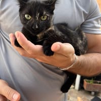 LOLA, chatte à adopter