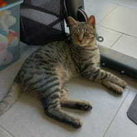 CLEO, chatte à adopter