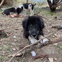 Nero, chien à adopter