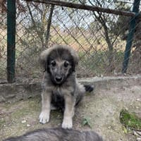 Padu, chien à adopter