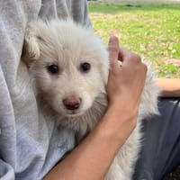 Shiro, chien à adopter