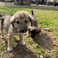 Charlotta, chienne à adopter