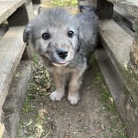 Canna, chienne à adopter