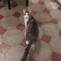 BOULETTE, chatte à adopter
