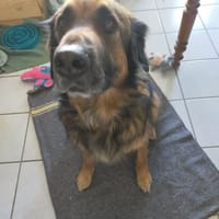 SHADOW, chien à adopter