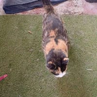 PEPPA, chatte à adopter