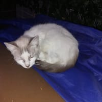 SISI, chatte à adopter