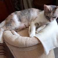 Calico, chatte à adopter