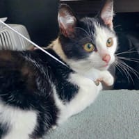 Arlequin, chat à adopter